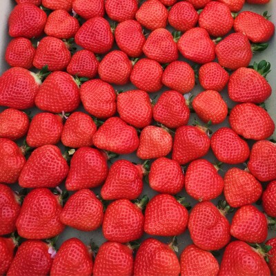 冷凍あまおう　3kg(500g×6袋)