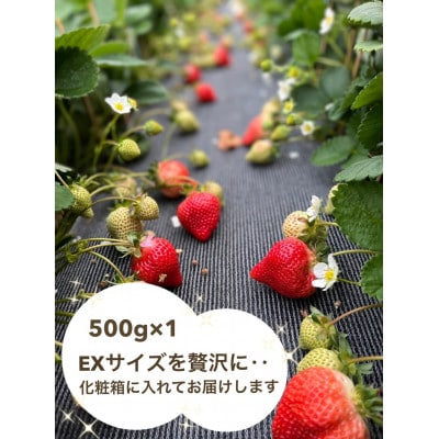 あまおう500g(化粧箱入り)×1箱