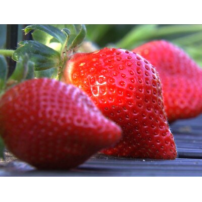 プレミアムあまおうギフト約420g