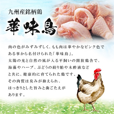 博多華味鳥　水たき・もつ鍋セット (H-C1W)(筑後市)