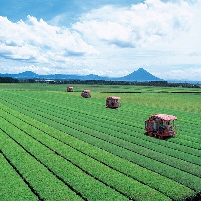 「かごしま知覧茶」飲み比べセット