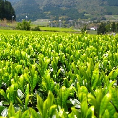 【知覧茶新茶祭り】知覧茶初摘み3本入