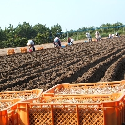 鹿児島県産砂丘らっきょうプレミアムセット