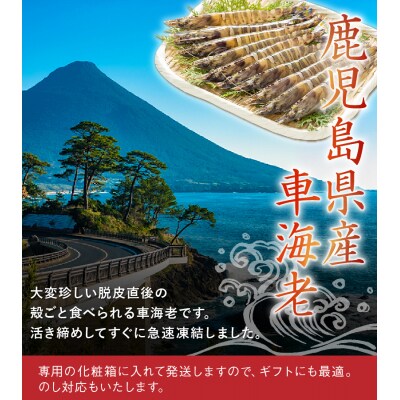 殻ごと食べられる冷凍車海老　300gパック
