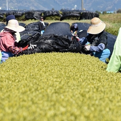 知覧茶深むし茶「知覧みどり」100g×5本箱