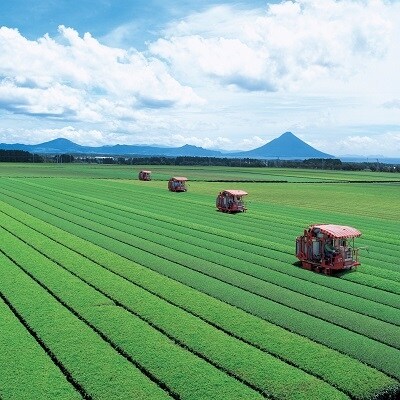 南九州市知覧うまいもん定期便