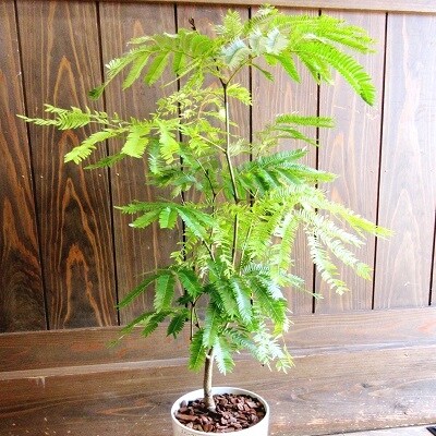 観葉植物 エバーフレッシュ7号サイズ1鉢 | ふるさと納税のお礼品