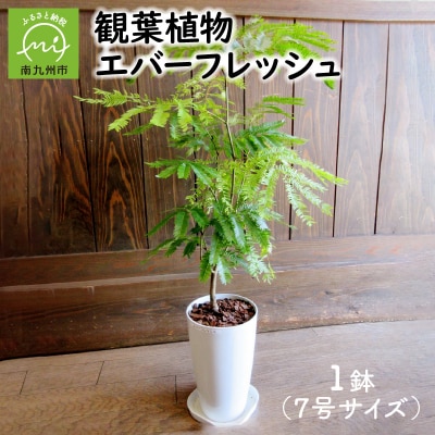 観葉植物 エバーフレッシュ7号サイズ1鉢 | ふるさと納税のお礼品