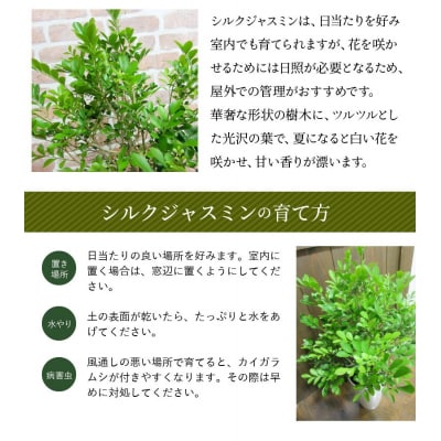 【4月以降(九州地方から)発送】観葉植物 シルクジャスミン1鉢