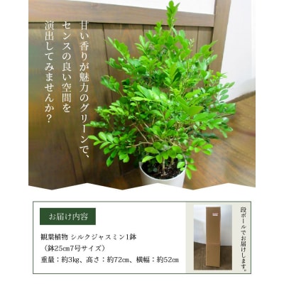 【4月以降(九州地方から)発送】観葉植物 シルクジャスミン1鉢