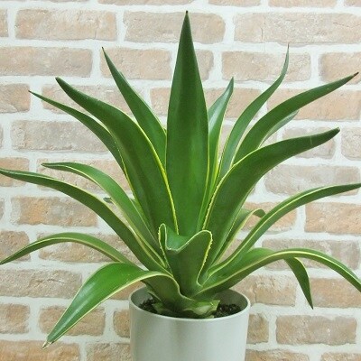 多肉植物 アガベ1鉢 のレビュー 口コミ一覧 ふるさと納税サイト さとふる