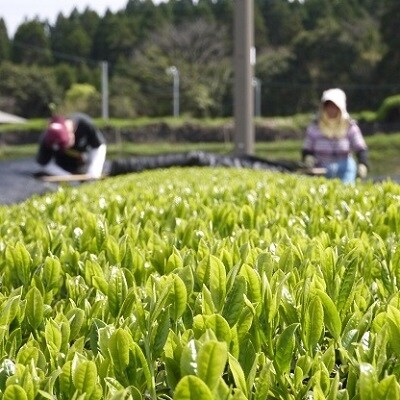 茶匠のこだわり 知覧茶ティーバッグ150個