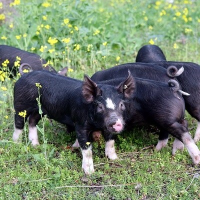 鹿児島県産黒豚ヒレブロック3本約1.5kg