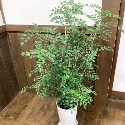 観葉植物 シマトネリコ1鉢