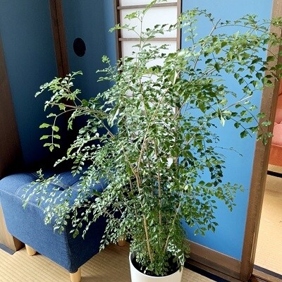 観葉植物 シマトネリコ1鉢 お礼品詳細 ふるさと納税なら さとふる 観葉植物 シマトネリコ1鉢 お礼品詳細 ふるさと納税なら さとふる
