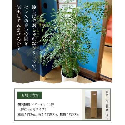 【4月以降(九州地方から)発送】観葉植物 シマトネリコ1鉢