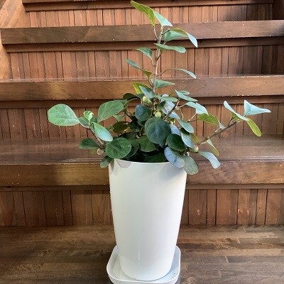 観葉植物 フィカスゴールドコイン1鉢 お礼品詳細 ふるさと納税なら さとふる 観葉植物 フィカスゴールドコイン1鉢 お礼品詳細 ふるさと納税なら さとふる