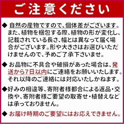 観葉植物 フィカスゴールドコイン1鉢 お礼品詳細 ふるさと納税なら さとふる