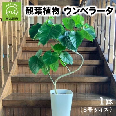 【4月以降(九州地方から)発送】観葉植物 ウンベラータ8号サイズ1鉢