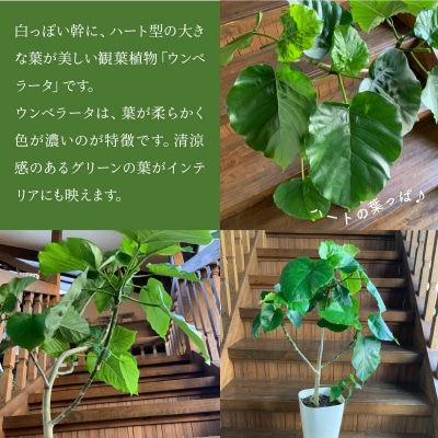 【4月以降(九州地方から)発送】観葉植物 ウンベラータ8号サイズ1鉢