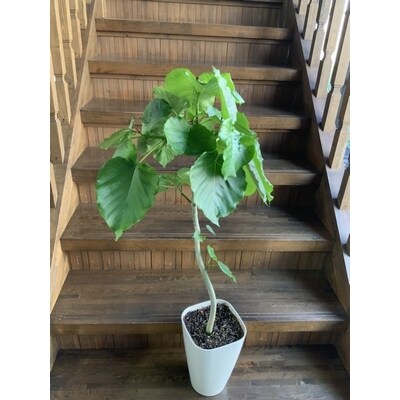 観葉植物 ウンベラータ8号サイズ1鉢 お礼品詳細 ふるさと納税なら さとふる 観葉植物 ウンベラータ8号サイズ1鉢 お礼品詳細 ふるさと納税なら さとふる