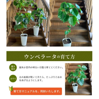 【4月以降(九州地方から)発送】観葉植物 ウンベラータ8号サイズ1鉢