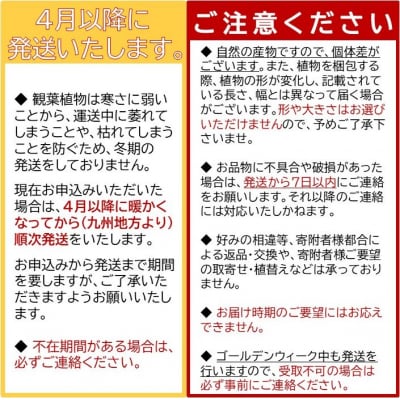 【4月以降(九州地方から)発送】観葉植物 ウンベラータ8号サイズ1鉢