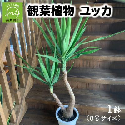 観葉植物 ユッカ1鉢