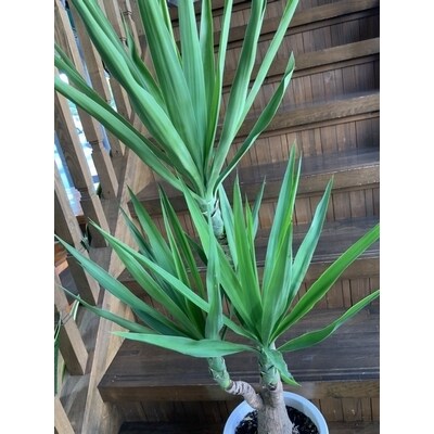 観葉植物 ユッカ 1鉢 お礼品詳細 ふるさと納税なら さとふる