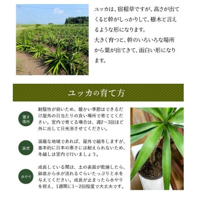【4月以降(九州地方から)発送】観葉植物 ユッカ1鉢