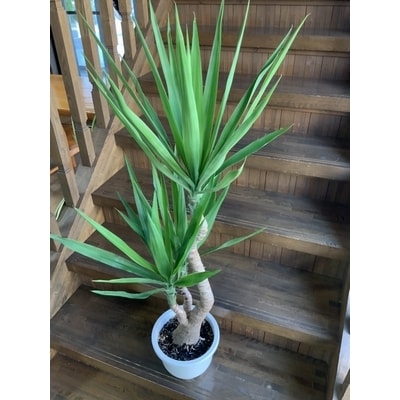 観葉植物 ユッカ 1鉢 お礼品詳細 ふるさと納税なら さとふる 観葉植物 ユッカ 1鉢 お礼品詳細 ふるさと納税なら さとふる