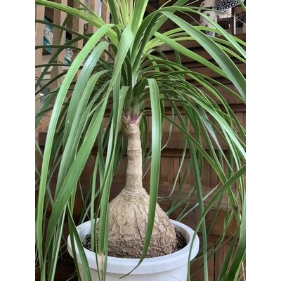 観葉植物 トックリラン 1鉢 お礼品詳細 ふるさと納税なら さとふる