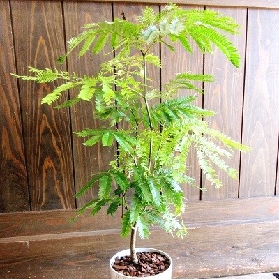 【4月以降発送】観葉植物 エバーフレッシュ7号サイズ1鉢