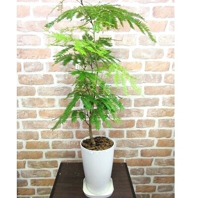 【4月以降発送】観葉植物 エバーフレッシュ7号サイズ1鉢