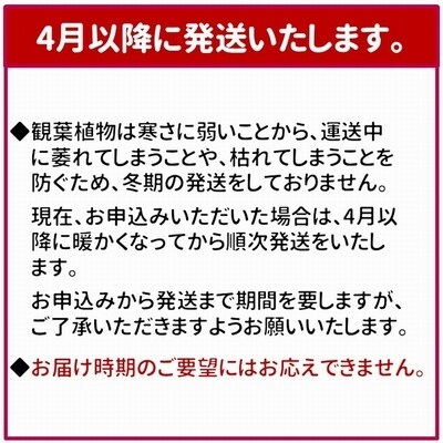 【4月以降発送】観葉植物 エバーフレッシュ7号サイズ1鉢