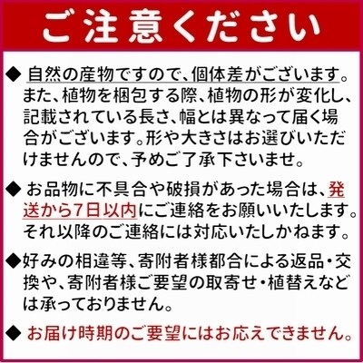 観葉植物 エバーフレッシュ7号サイズ1鉢 お礼品詳細 ふるさと納税なら さとふる