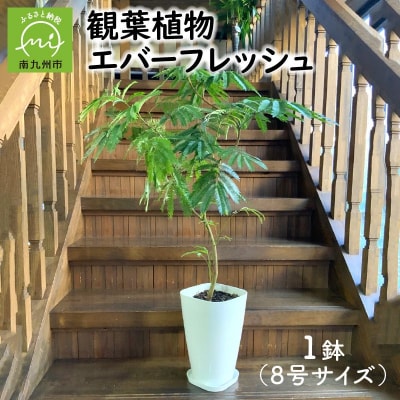 観葉植物 エバーフレッシュ8号サイズ1鉢