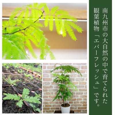 観葉植物 エバーフレッシュ8号サイズ1鉢