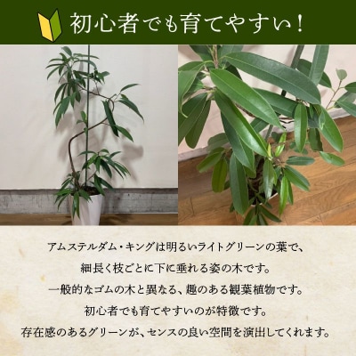 【4月以降(九州地方から)発送】観葉植物 アムステルダム・キング1鉢