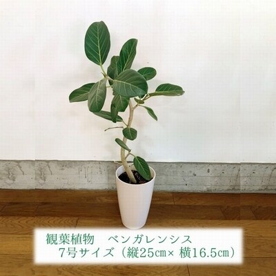観葉植物 ベンガレンシス7号サイズ1鉢 お礼品詳細 ふるさと納税なら さとふる