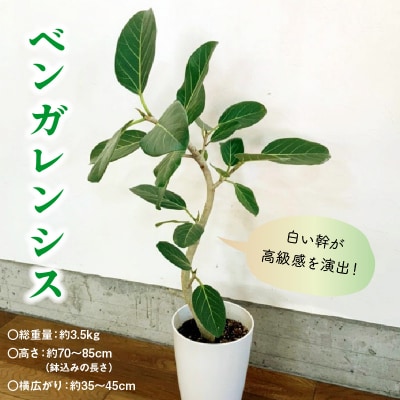 観葉植物 ベンガレンシス7号サイズ1鉢