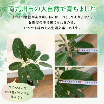 【4月以降(九州地方から)発送】観葉植物 ベンガレンシス7号サイズ1鉢