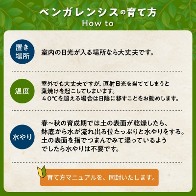 【4月以降(九州地方から)発送】観葉植物 ベンガレンシス7号サイズ1鉢