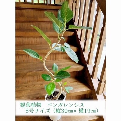 観葉植物 ベンガレンシス8号サイズ1鉢 お礼品詳細 ふるさと納税なら さとふる