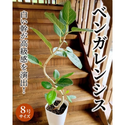 観葉植物 ベンガレンシス8号サイズ1鉢