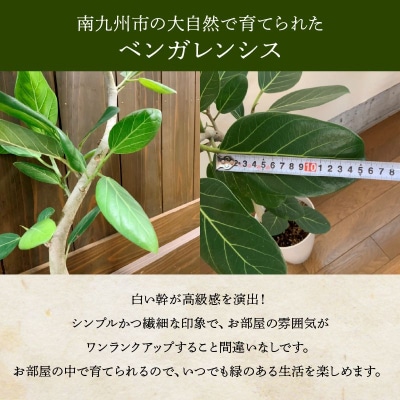 【4月以降(九州地方から)発送】観葉植物 ベンガレンシス8号サイズ1鉢