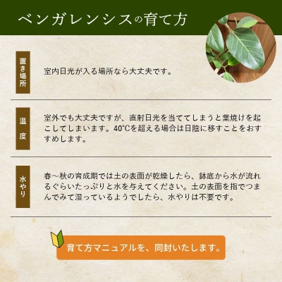 観葉植物 ベンガレンシス8号サイズ1鉢