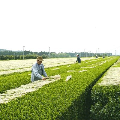 【知覧茶新茶祭り】知覧わらかけ茶