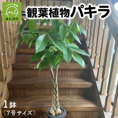 観葉植物 パキラ1鉢 | ふるさと納税のお礼品