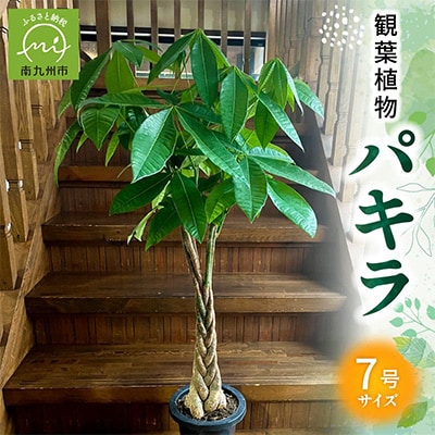 【4月以降(九州地方から)発送】観葉植物 パキラ1鉢